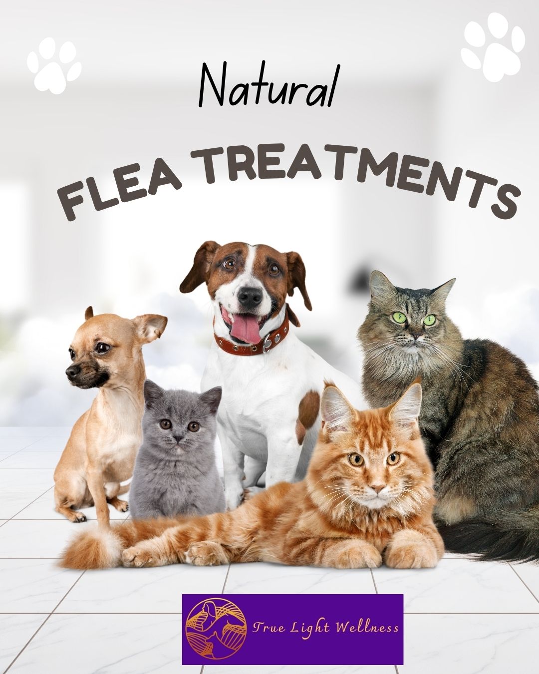 Flea Control Dogs and cats and the words Natural Flea Treatments